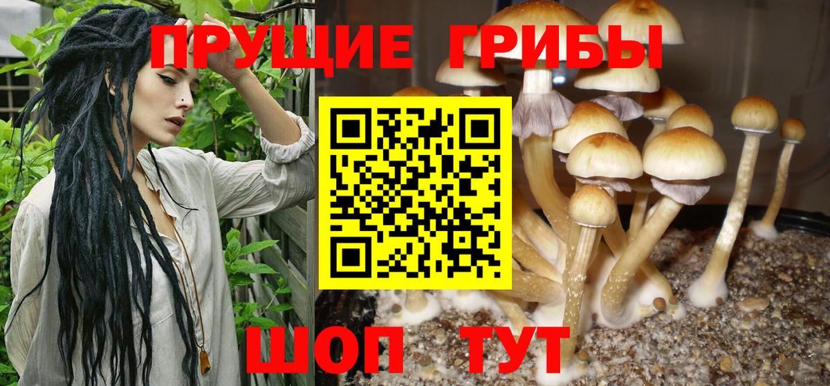 Галлюциногенные грибы Psilocybe  Вход с VPN  Химки 